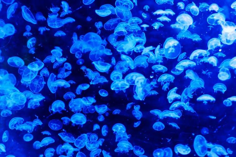 Some jellies release hundreds of thousands of young at a time