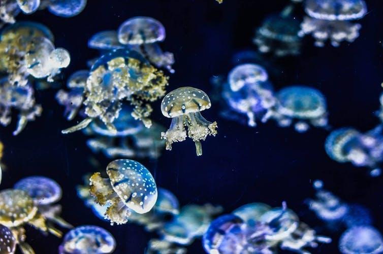 Soft and squishy they may be, but jellies have outlived most life on Earth
