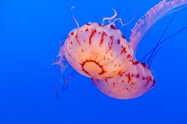 Jellyfish have been a tremendous asset to medical research