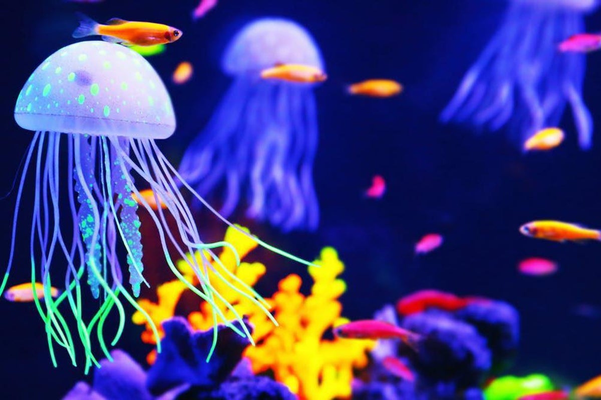 Jellyfish The Surprising,