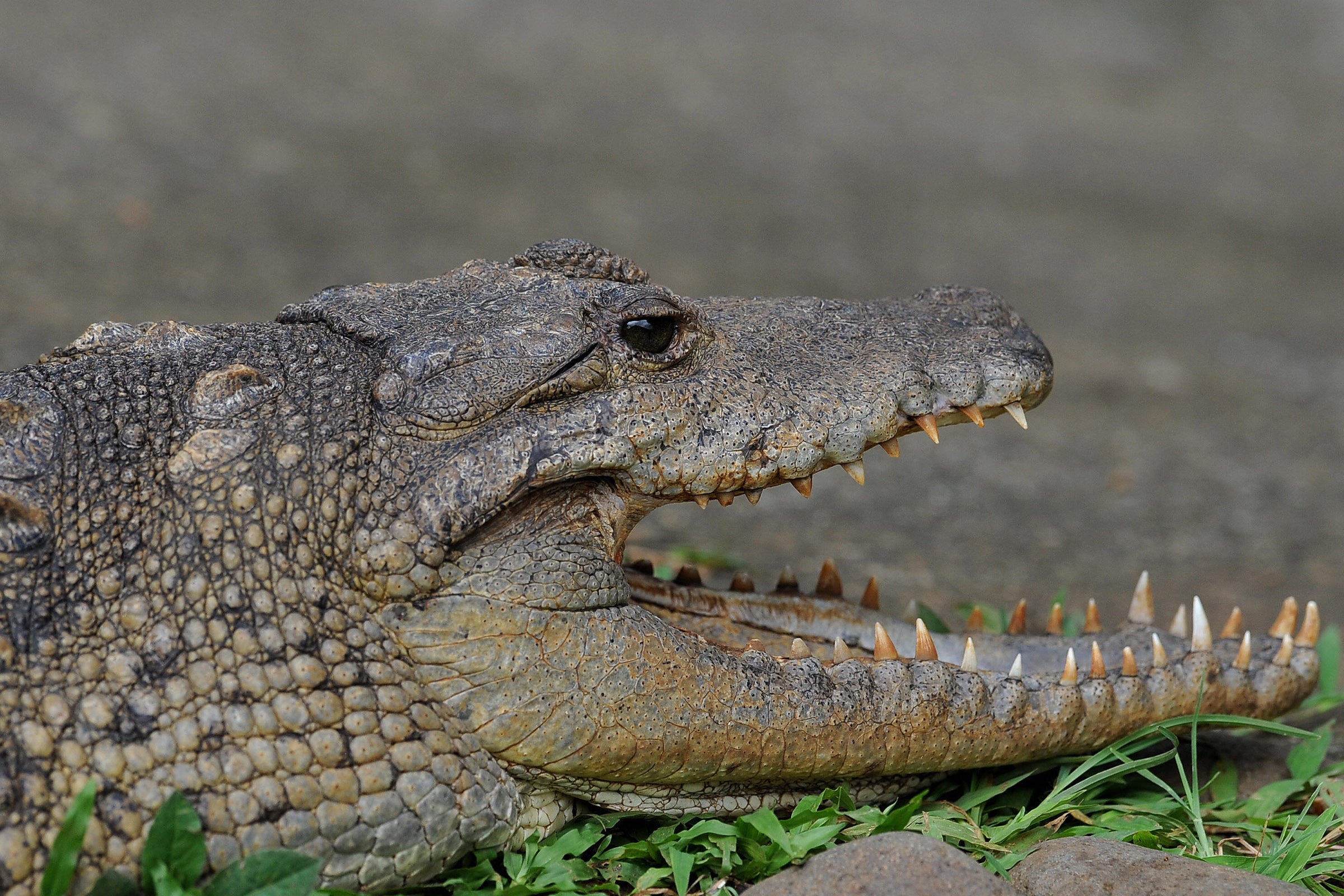 Crocodile eats woman her five-year-old in Uganda | The Independent | The Independent