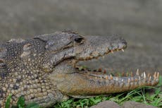 Crocodile eats woman and her five-year-old baby in Uganda