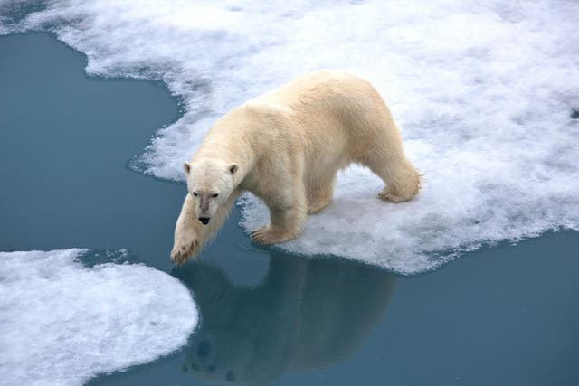 Polar bear walking on pack ice with open water.