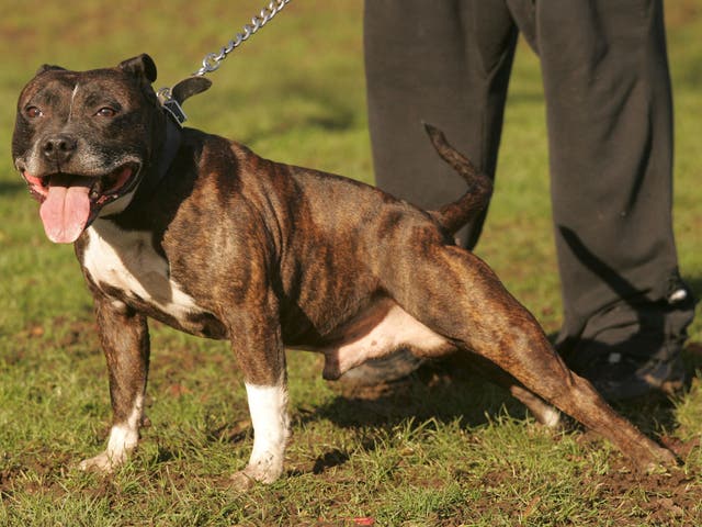 <p>The “horrified” owner of the dog, a Staffordshire bull terrier, claimed the dog had never been aggressive to him (stock image). </p>