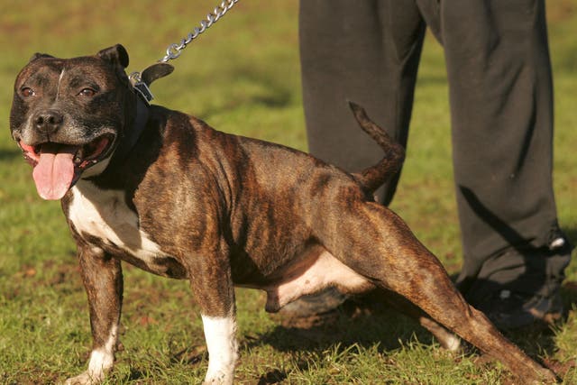 <p>The “horrified” owner of the dog, a Staffordshire bull terrier, claimed the dog had never been aggressive to him (stock image). </p>