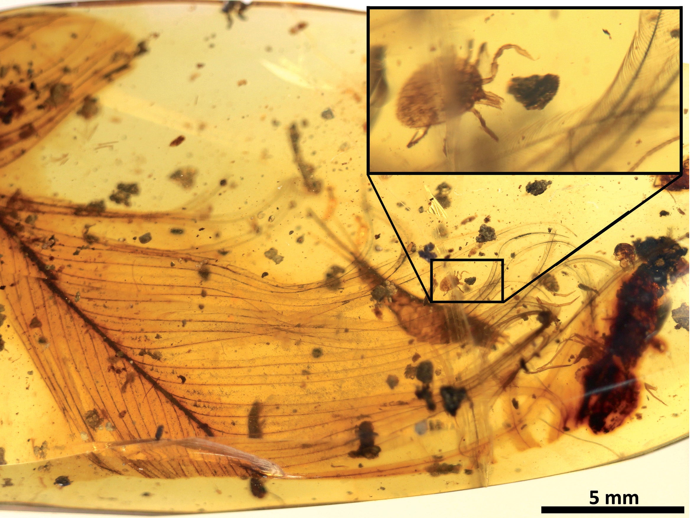 The 99 million year-old amber fossil containing a dinosaur feather accompanied by a tick