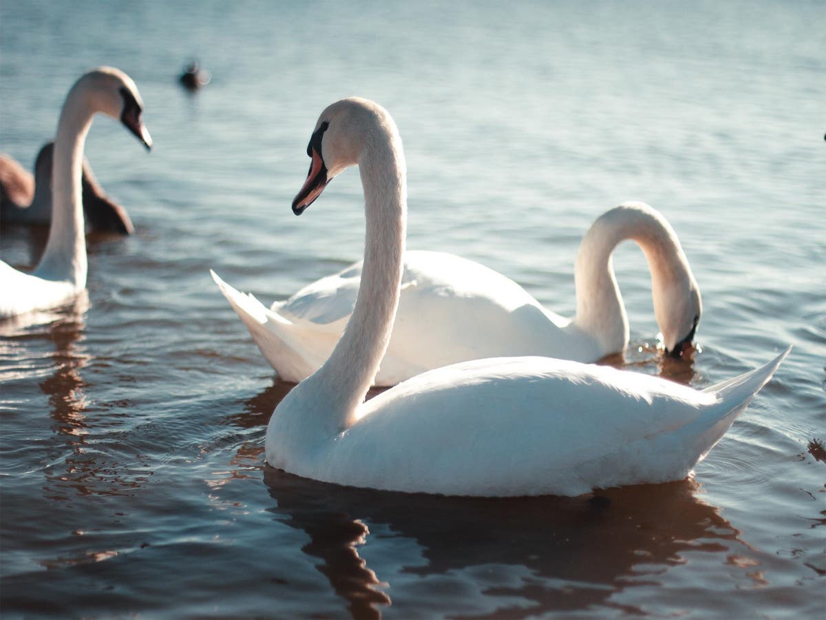 Grisly' swan beheadings in south London parks inspire local volunteers to  form patrol squads | The Independent | The Independent