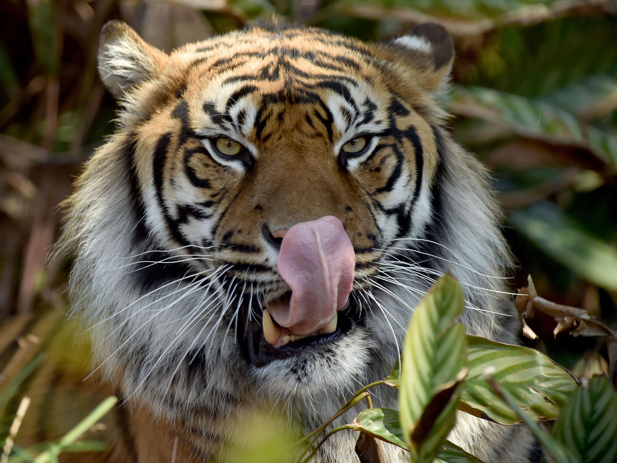 No one knows exactly how many Sumatran tigers remain, estimates range from about 400 to 500, down from 1,000 in 1978