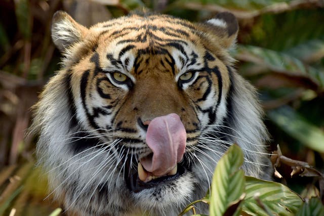 No one knows exactly how many Sumatran tigers remain, estimates range from about 400 to 500, down from 1,000 in 1978