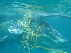 Turtles are dying after becoming tangled in fishing gear and rubbish
