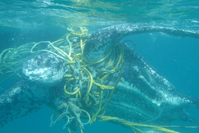 Turtles such as this leatherback often become tangled in discarded fishing gear