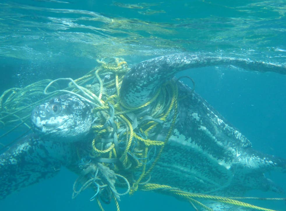 Turtles such as this leatherback often become tangled in discarded fishing gear