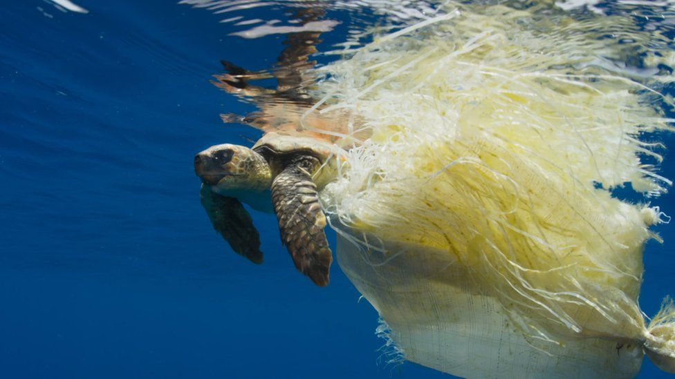 The BBC's Blue Planet II highlighted the issue of plastic pollution for many viewers