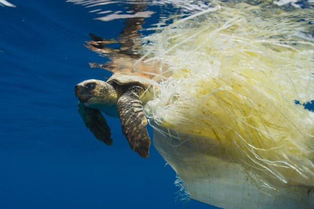 The BBC's Blue Planet II highlighted the issue of plastic pollution for many viewers