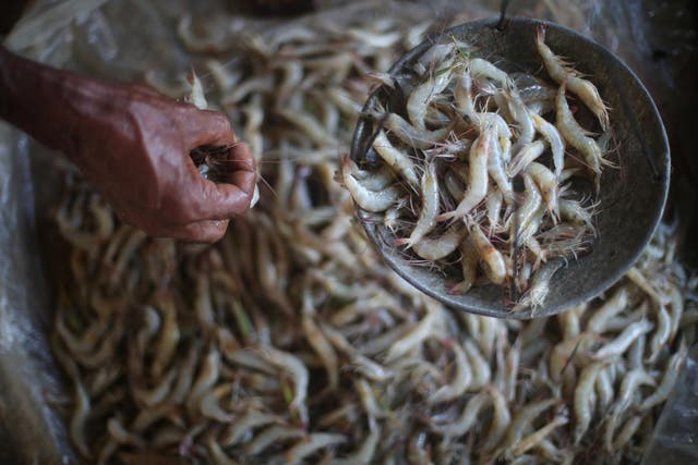 Bangladeshi trader Kuillah Miah, 60, weighs shrimp at a stall in Palong Khali refugee camp near Cox's Bazar