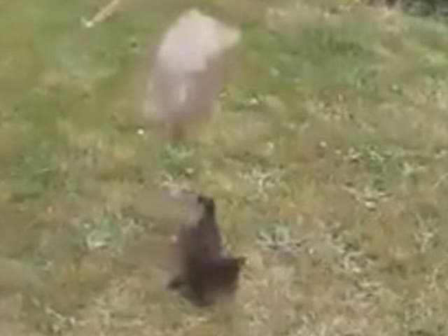 A block of concrete is thrown at the cat several times in the video