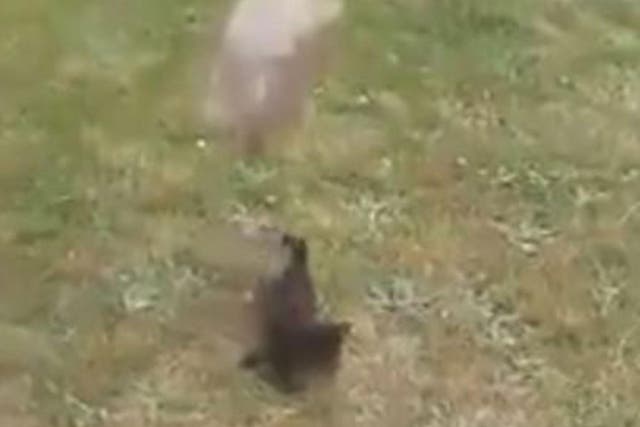 A block of concrete is thrown at the cat several times in the video