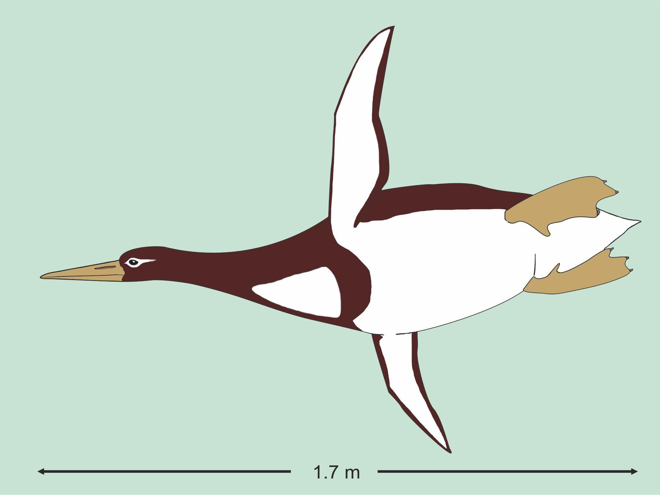 The newly discovered penguin, Kumimanu biceae, was around the size of a man