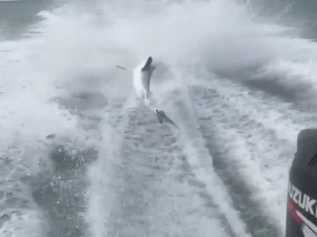 The suspects were subject to a four-month investigation after the Instagram post went viral