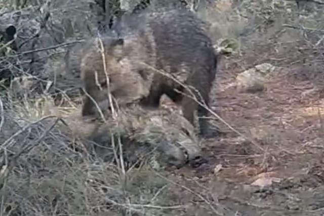 Peccaries, also known as javelinas or skunk pigs, are pig-like hoofed animals native to the Americas
