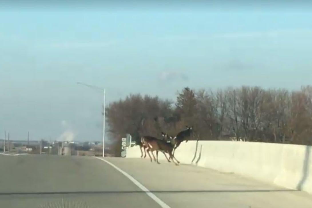 Three of the deer were found dead beneath the bridge
