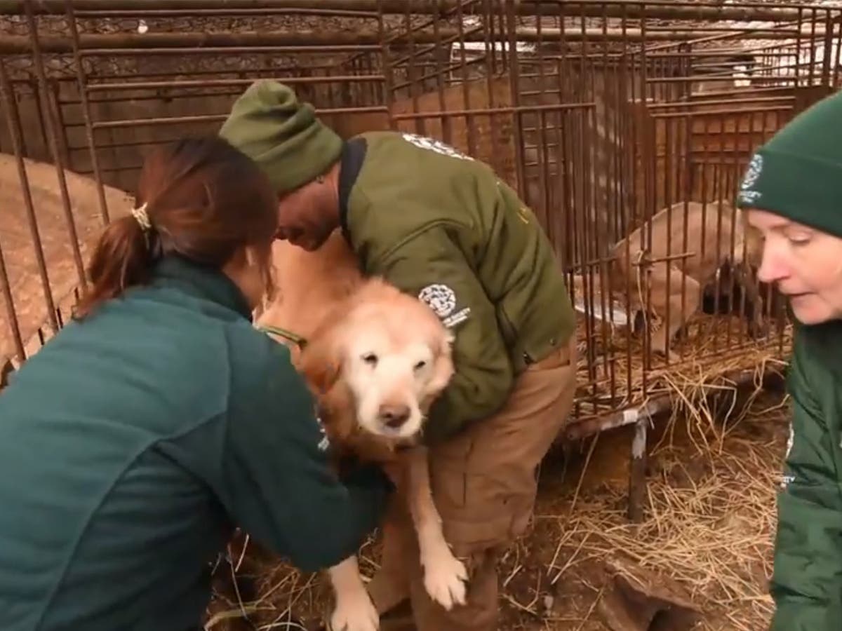 Dozens of dogs rescued from South Korea meat farm The Independent