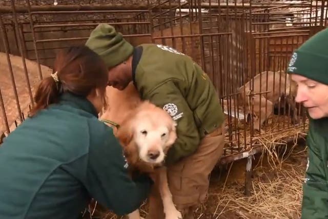 HSI rescued 170 dogs being bred for meat from a farm in South Korea
