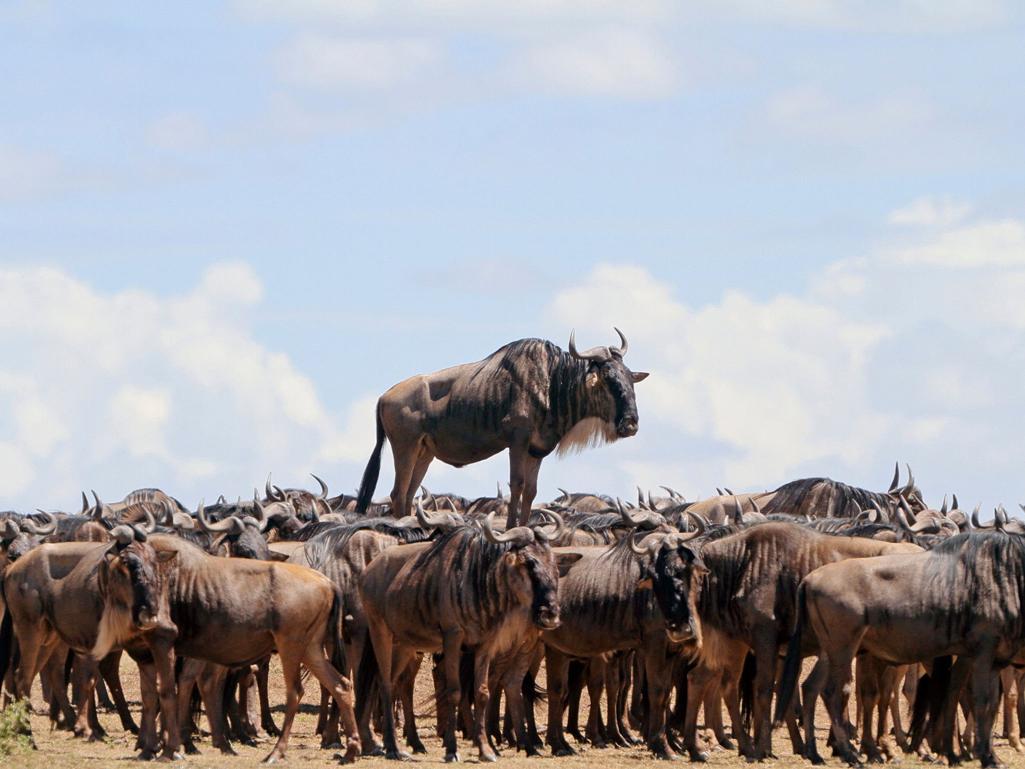 Jean-Jacques Alcalay was highly commended for his snap of a blue wildebeest appearing to ride a wave of hundreds of other wildebeest in Masai Mara, Kenya (Jean-Jacques Alcalay/ Barcroft )