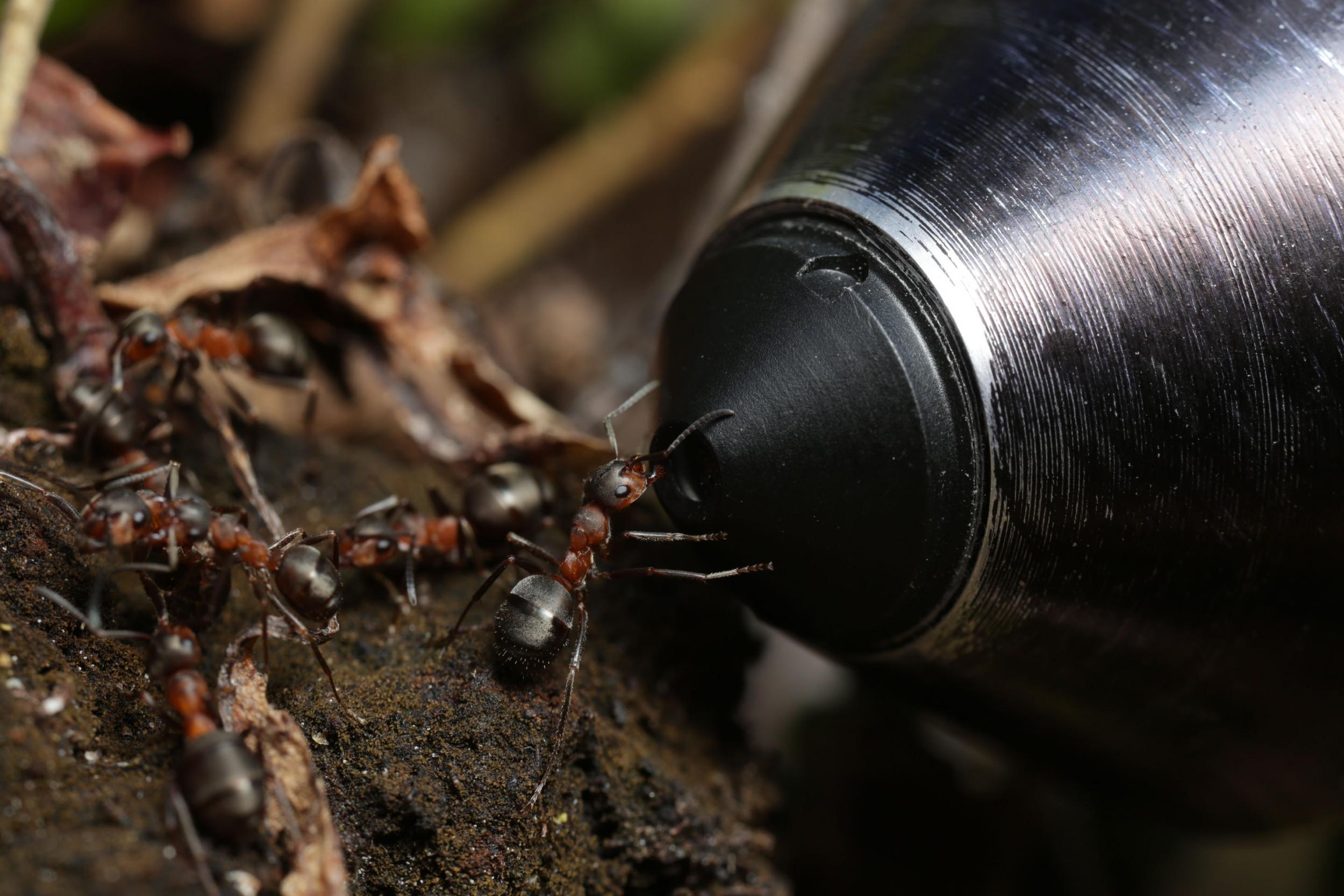 A few of the case of the marvellous ‘Attenborough and the Empire of the Ants’