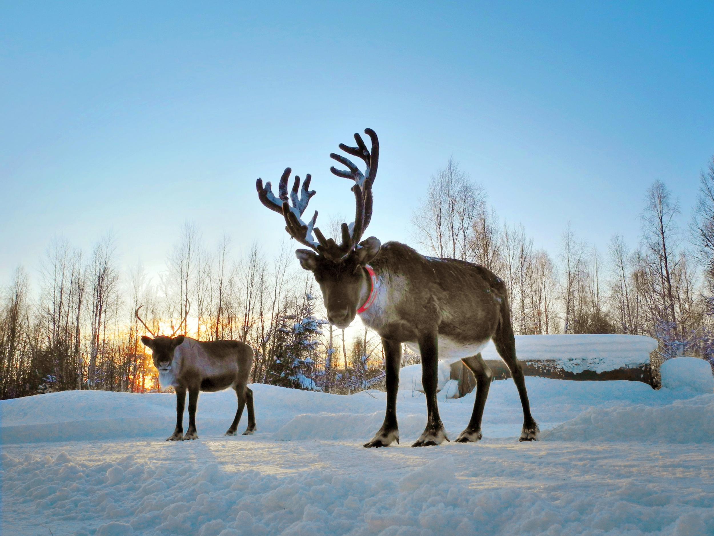 climate-change-in-lapland-the-impact-of-global-warming-in-the-land-of