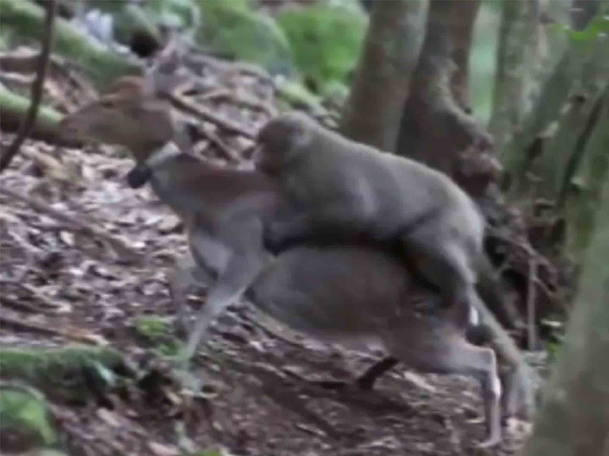 Monkey Wala Sex Video Cartoon - Sex between monkey and deer may be a new 'behavioural tradition ...