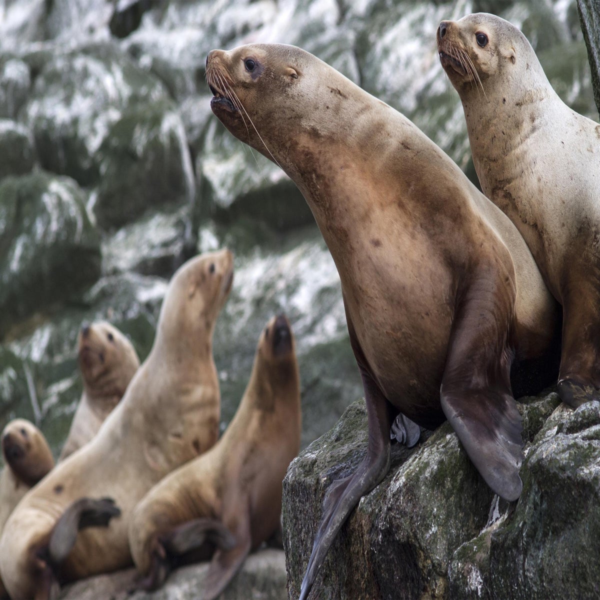 Sea lions are attacking swimmers in the San Francisco Bay