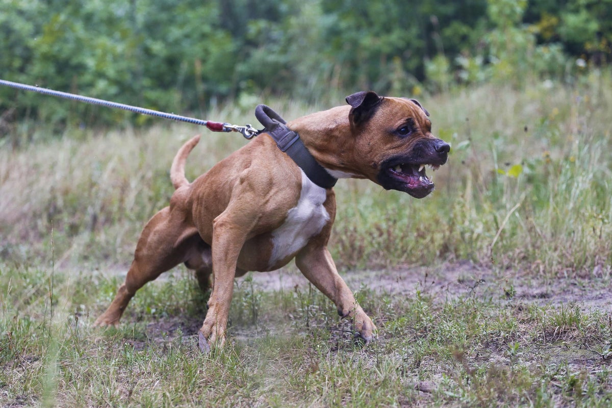 Woman mauled to death by her dogs as she walked them in woods near her ...