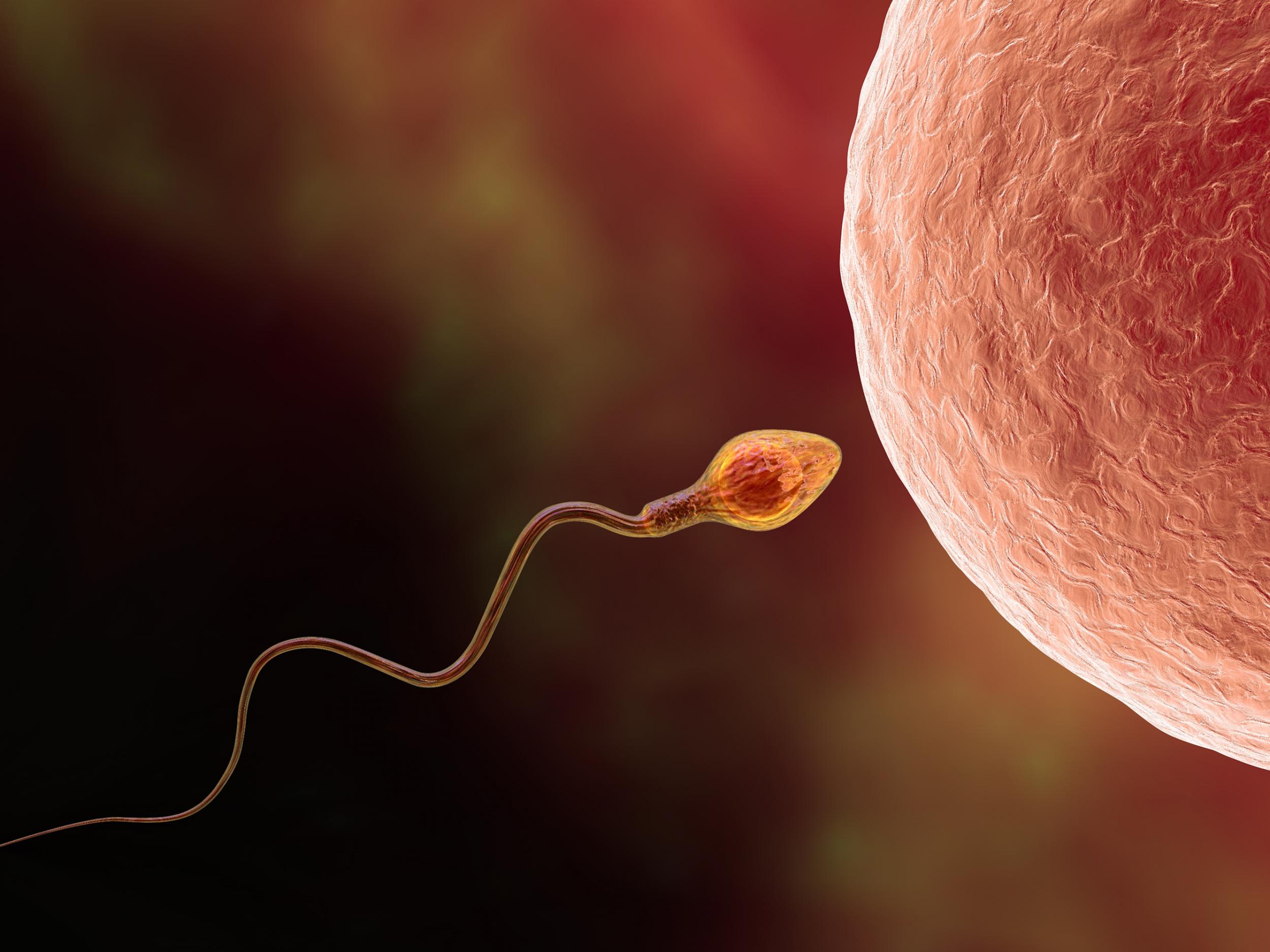 Fertilization of human egg cell by spermatozoan (Getty Images/iStockphoto)