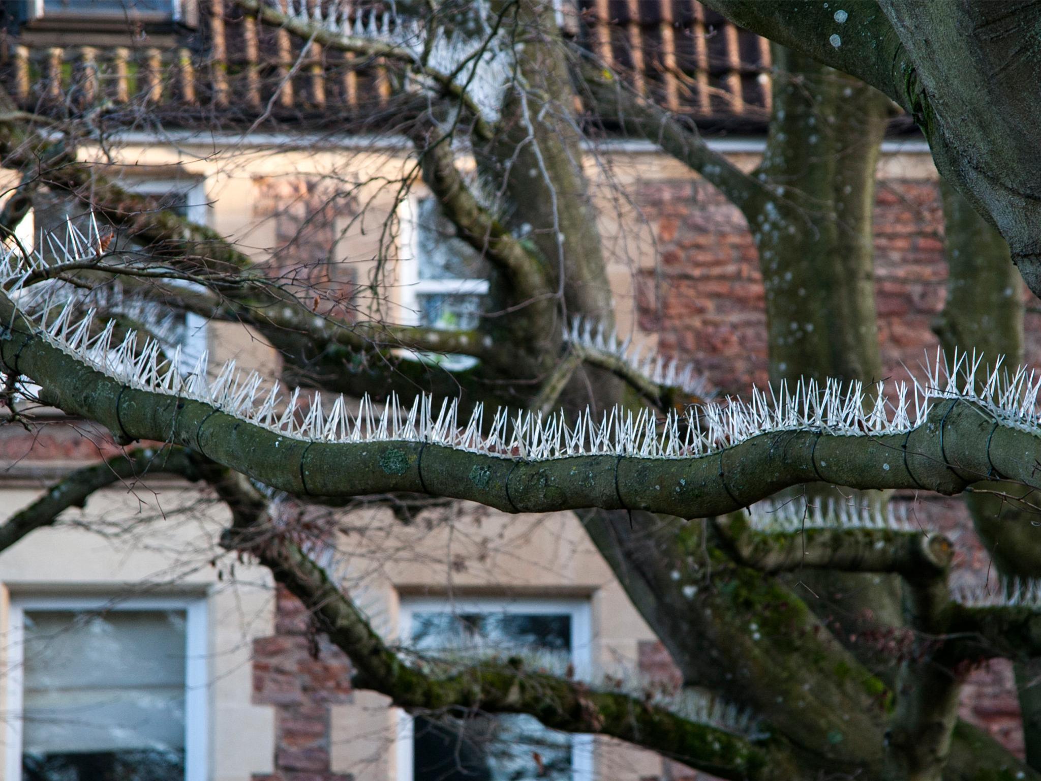 Wealthy Bristol residents cause uproar by installing 'anti-bird spikes' to  stop droppings hitting expensive cars, The Independent