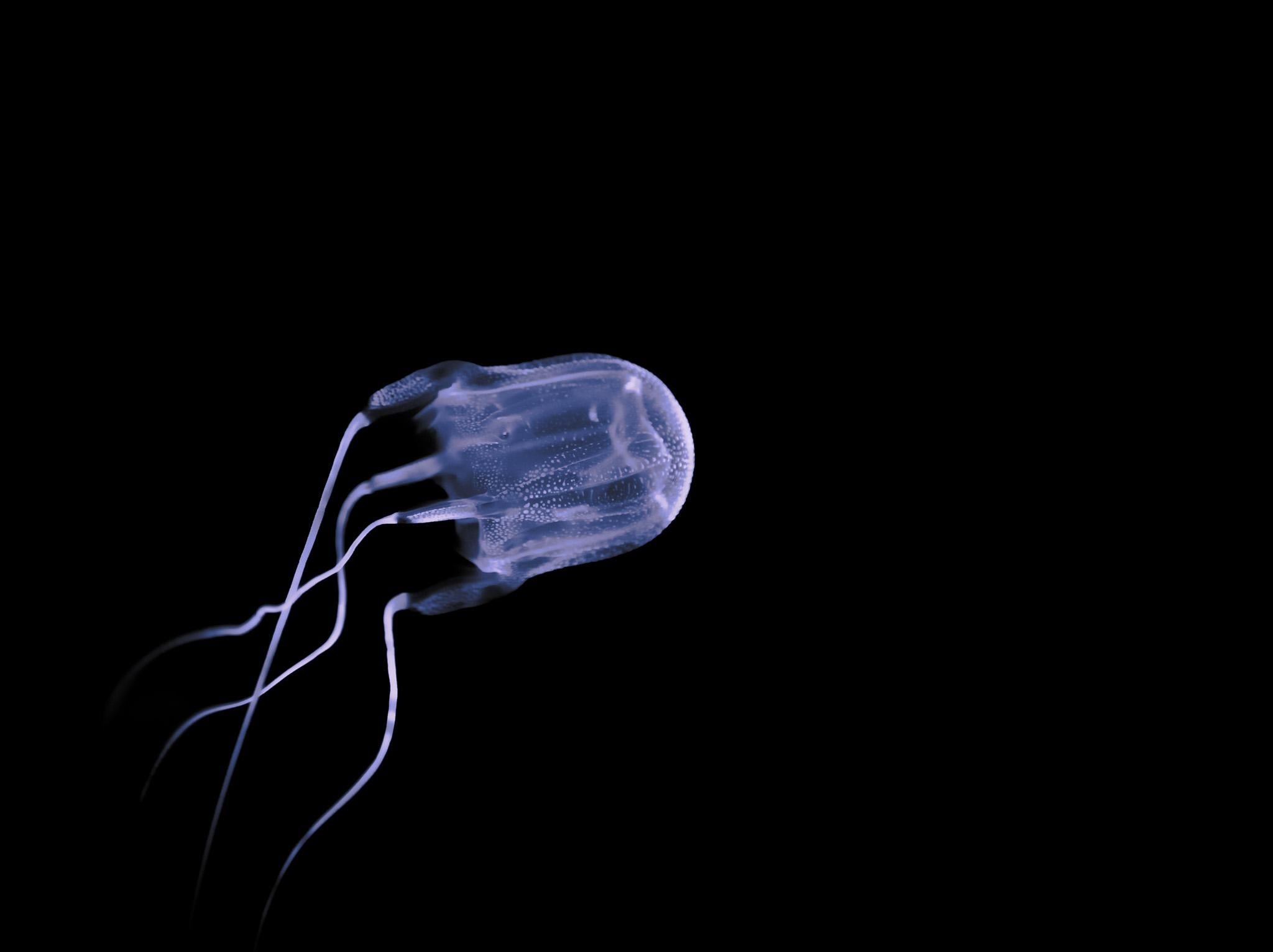 Box jellyfish in the deep