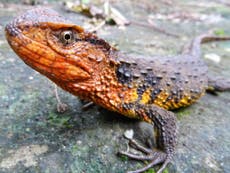 Crocodile lizard and snail-eating turtle among new species discovered