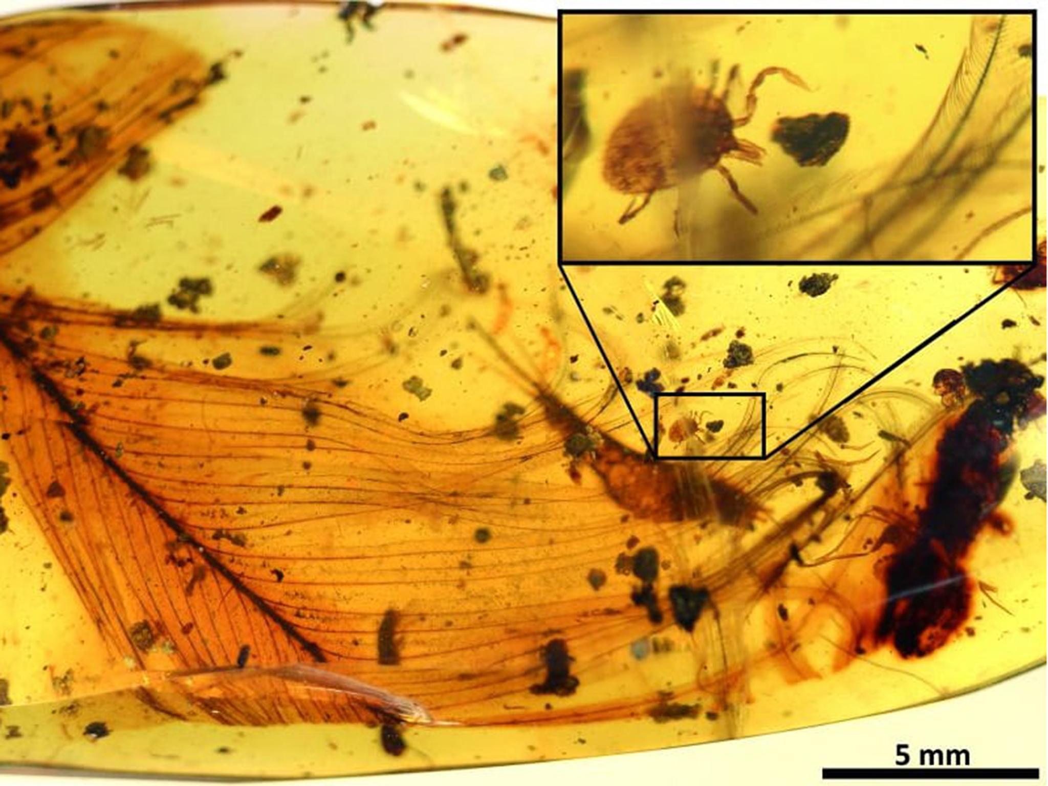 It's unusual to find a parasite with its host in a fossil