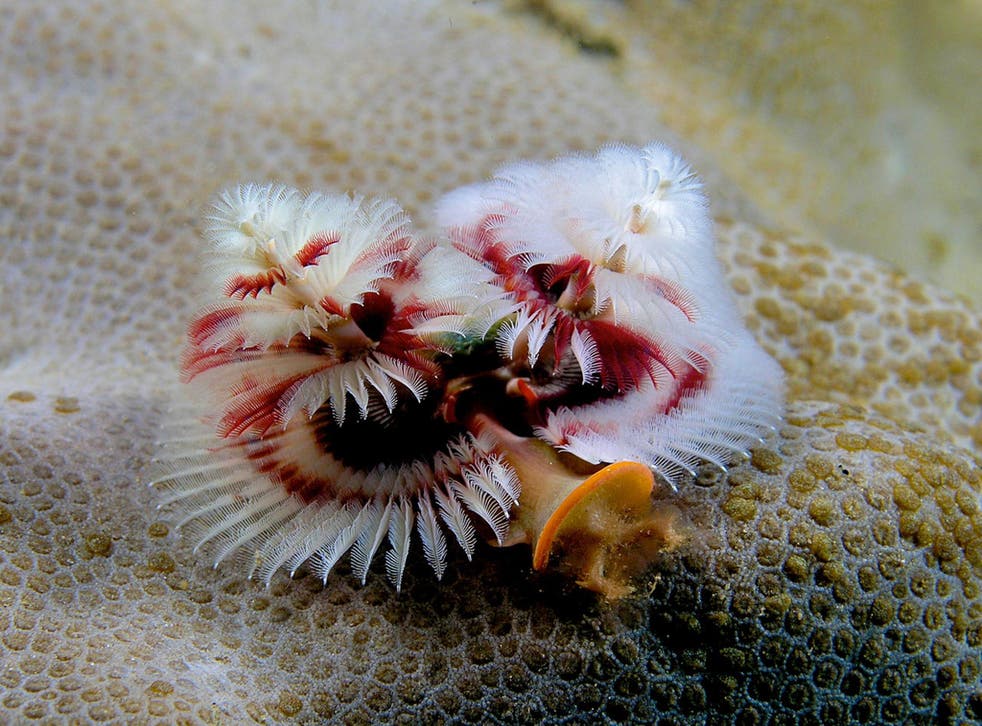 Science News In Brief From Underwater Christmas Tree Worms To How We Can Hear Silent Gifs The Independent The Independent Science News In Brief From Underwater Christmas Tree Worms To How We Can Hear Silent Gifs The Independent The Independent