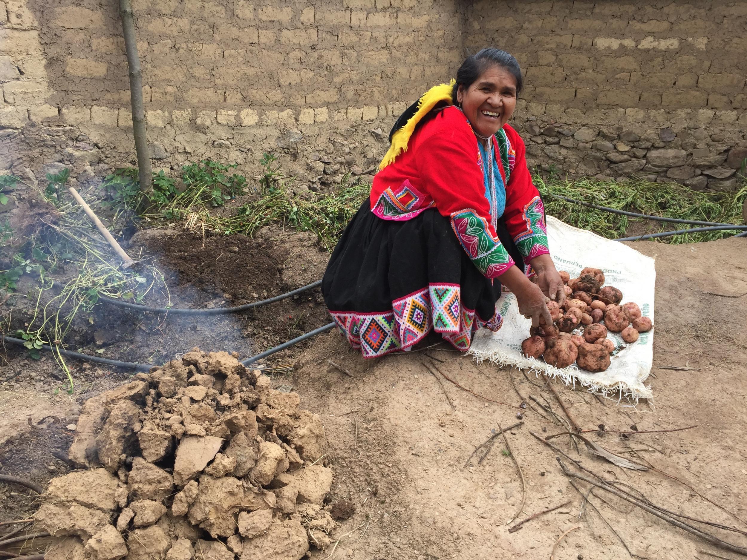Great bake-off: Potatoes cooked in the traditional Peruvian brick oven