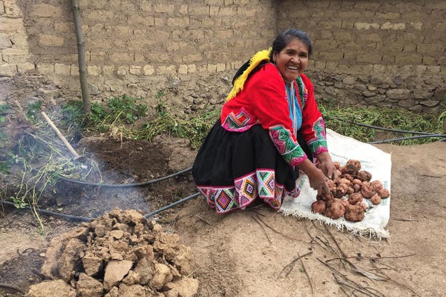 Great bake-off: Potatoes cooked in the traditional Peruvian brick oven