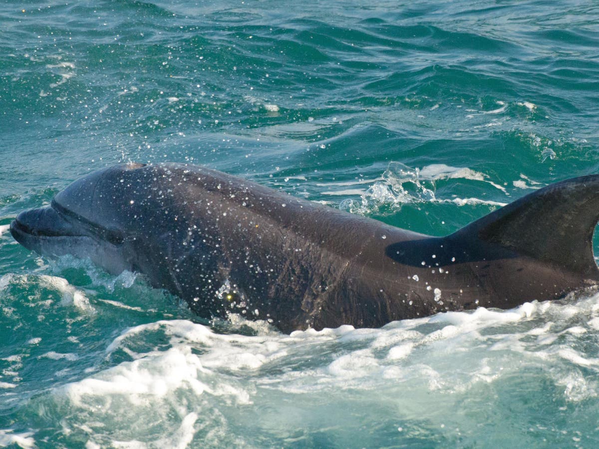 Bottlenose dolphin reportedly sparks swimming ban in France