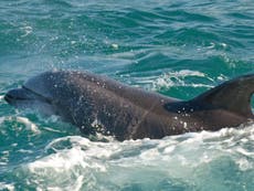 Swimmers warned to avoid 'randy' dolphin