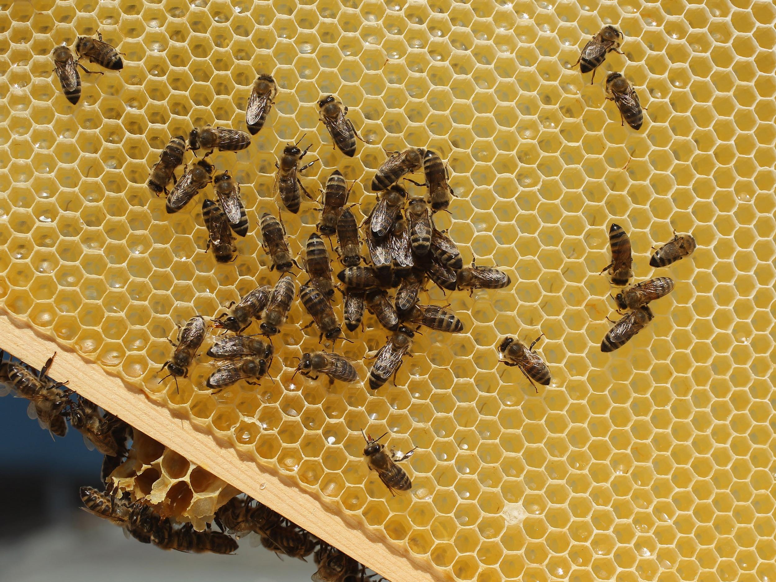 Honey bees may be more at risk from pesticides than previously imagined thanks to the low sugar diets they often eat