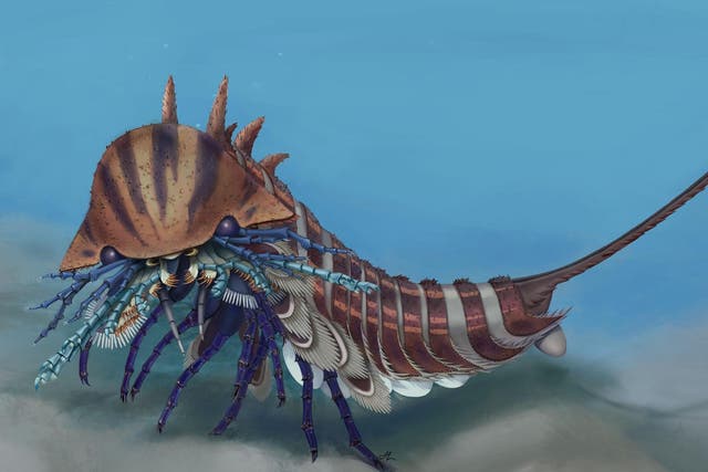 Artistic reconstruction of Habelia optata on the Cambrian seafloor. Habelia is thought to have been an active predator, eating small animals with hard carapaces, such as trilobites.