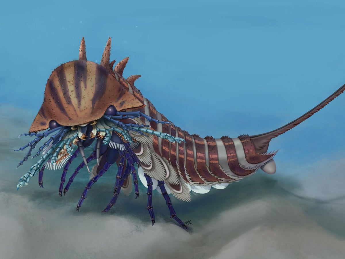 Exceptionally fierce' scorpion-like creature lived 508 million years ago,  scientists say | The Independent | The Independent