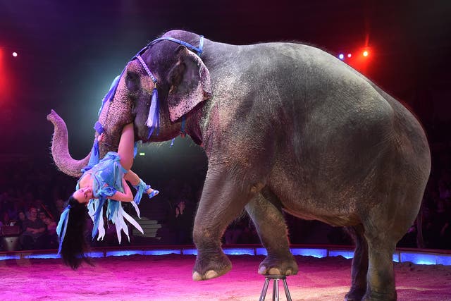 Just two circuses in the UK have wild animal licenses - Circus Mondao and Peter Jolly’s Circus