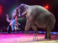 Animals to be banned in circuses in England