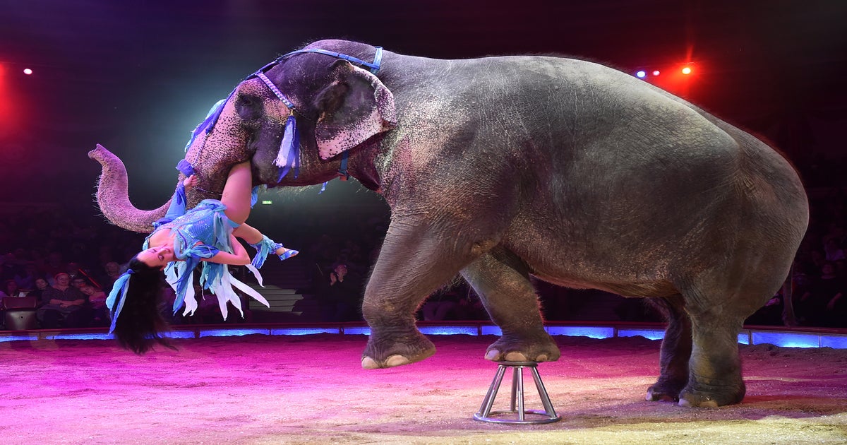 Scotland bans use of wild animals in travelling circuses | The Independent  | The Independent