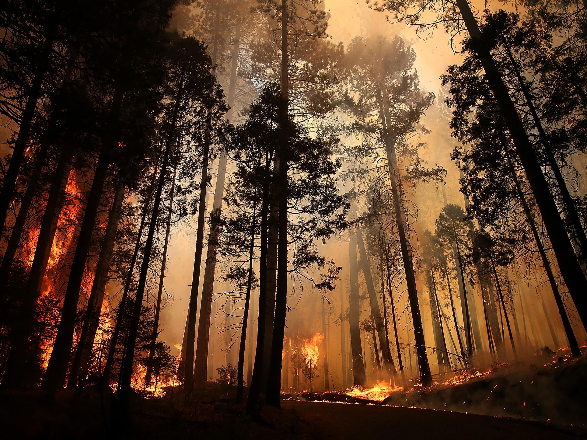 Forests Destroyed In Wildfires Not Recovering Due To Climate Change Scientists Reveal The